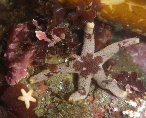 Dwarf Mottled Henricia, photo 3 of 10