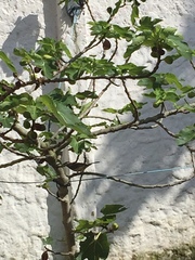 Turdus ignobilis