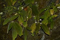 Amalophyllon macrophyllum