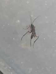 Pimpla