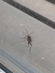 Pimpla