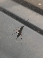 Pimpla