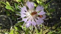 Centaurea pullata