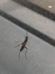 Pimpla