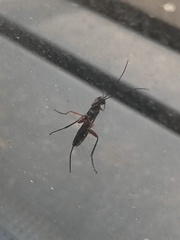 Pimpla