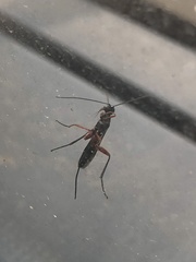 Pimpla