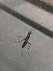 Pimpla