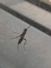 Pimpla