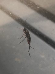 Pimpla