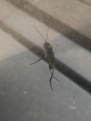 Pimpla