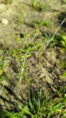 Plantago afra