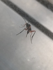 Pimpla