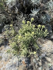 Castilleja grisea