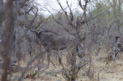 Connochaetes taurinus