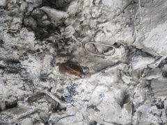 Eleutherodactylus paralius