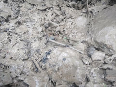 Eleutherodactylus paralius