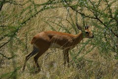 Raphicerus campestris steinhardti