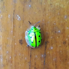 Coptocycla adamantina