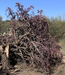 Cylindropuntia thurberi versicolor