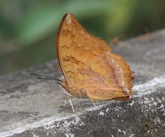 Charaxes marmax