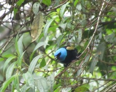Stilpnia cyanicollis