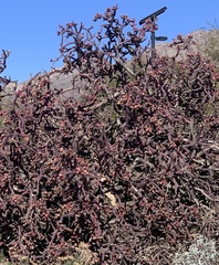 Cylindropuntia thurberi versicolor