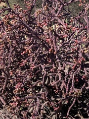 Cylindropuntia thurberi versicolor