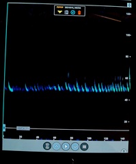 Pipistrellus pipistrellus