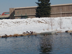 Branta canadensis