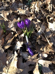 Crocus vernus