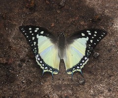 Polyura eudamippus