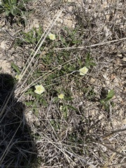 Chamaesaracha sordida