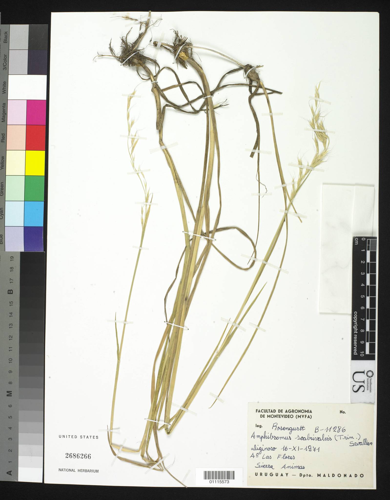 Amphibromus scabrivalvis
