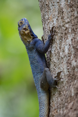 Agama mucosoensis
