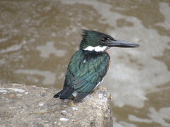 Chloroceryle amazona