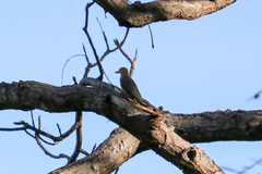 Melanerpes hoffmannii