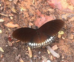 Papilio castor