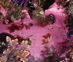 Stylantheca papillosa