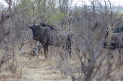 Connochaetes taurinus