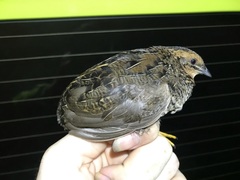 Blue-Breasted Quail photo 4