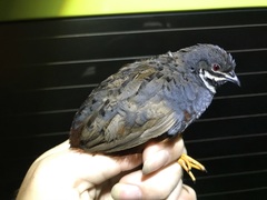 Blue-Breasted Quail photo 3