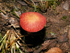 Xerocomellus ripariellus