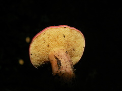 Xerocomellus ripariellus