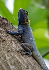 Agama mucosoensis