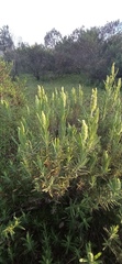 Lavandula viridis