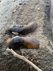 Cumberlandia monodonta