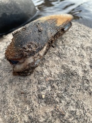 Cumberlandia monodonta