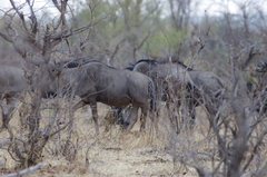 Connochaetes taurinus