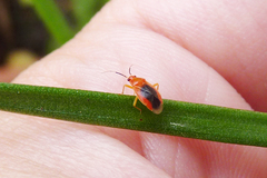 Tenthecoris bicolor