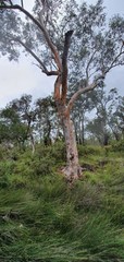 Eucalyptus bancroftii